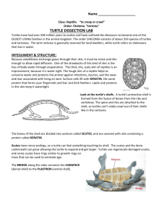 turtle dissection lab - Champaign Unit 4 Schools
