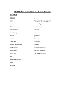 CH. 18 STUDY GUIDE: Virus and Bacterial Genetics