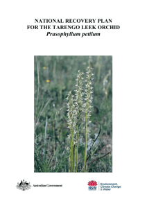 National recovery plan for Prasophyllum petilum
