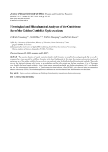 Histology and Histochemistry Analysis of the Cuttlebone Sac of