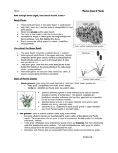 Marine Plants Notes