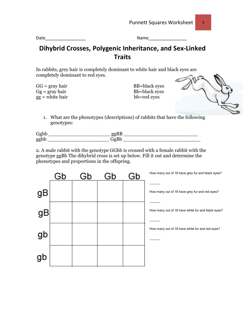 Activities Dihybrid Cross