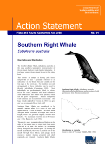 Southern Right Whale (Eubalaena australis) accessible