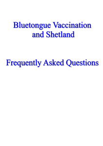 FAQ About Bluetongue Vaccination and Shetland
