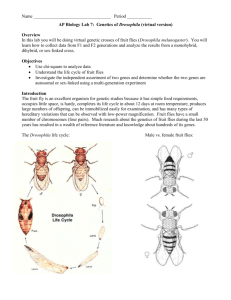 AP Biology Lab 7: Genetics of Drosophila (virtual version)