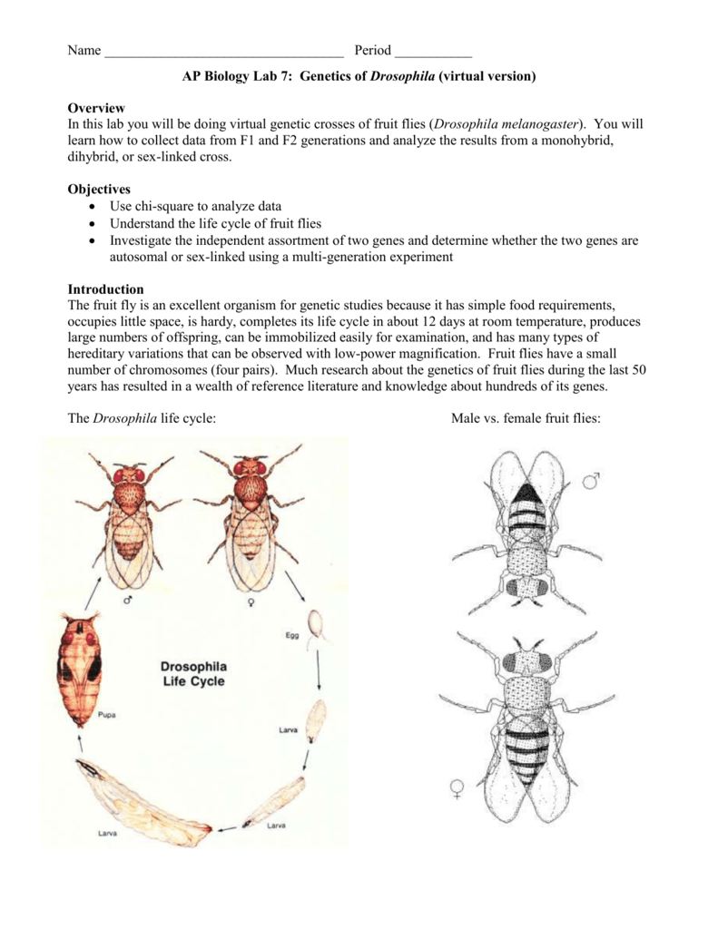 AP Biology Lab 7 of Drosophila (virtual version)
