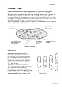 2 Paramecium Feeding & Reproduction