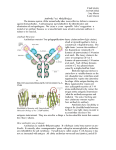 Antibody Structure: Antibodies consist of four polypeptides (two