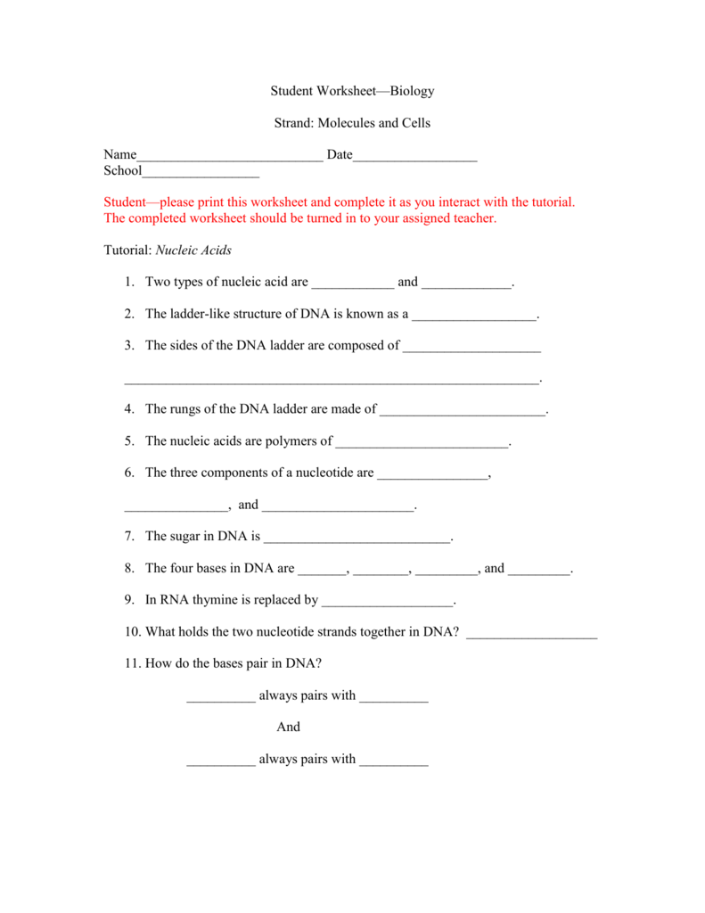 Student worksheet for Nucleic acids Intended For Nucleic Acids Worksheet Answers