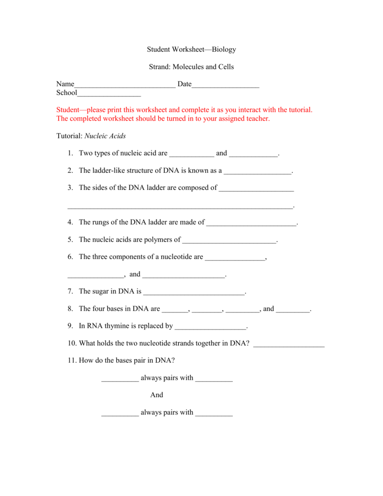 Student worksheet for Nucleic acids With Nucleic Acids  Worksheet Answers