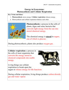 07_Photosynthesis Cellular Respiration