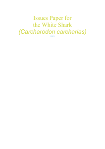 Issues paper for the White Shark (Carcharodon carcharias) (DOC