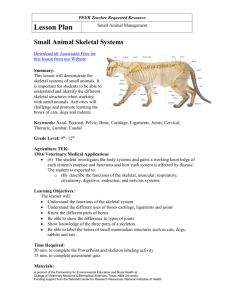 Small Animal Skeletal Systems - PEER
