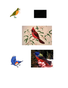 BIRDS OF THE SOUTHEAST IDENTIFICATION LIST – From