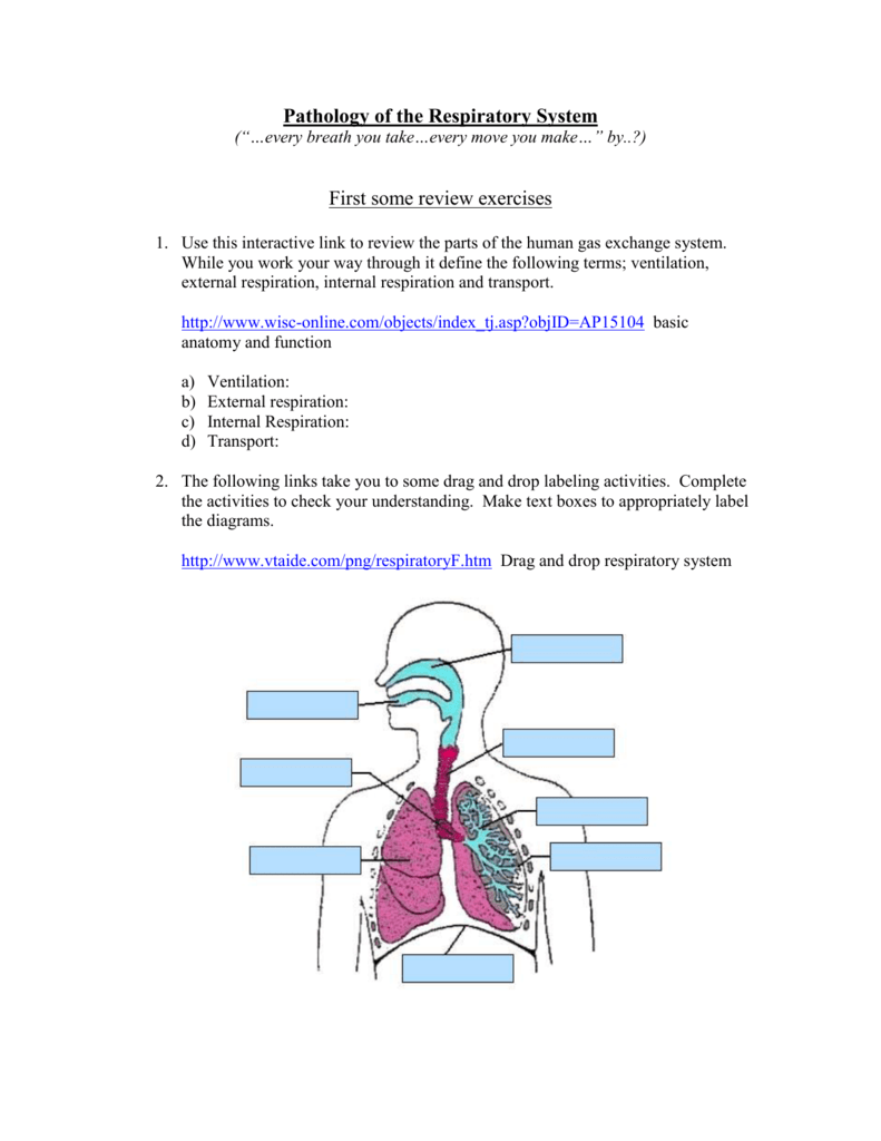 assignment for respiratory system