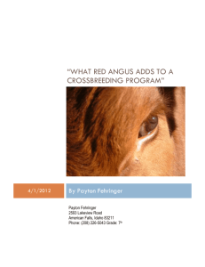 “What Red Angus Adds to a Crossbreeding Program”