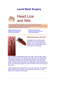 Head_Lice - Laurel Bank Surgery