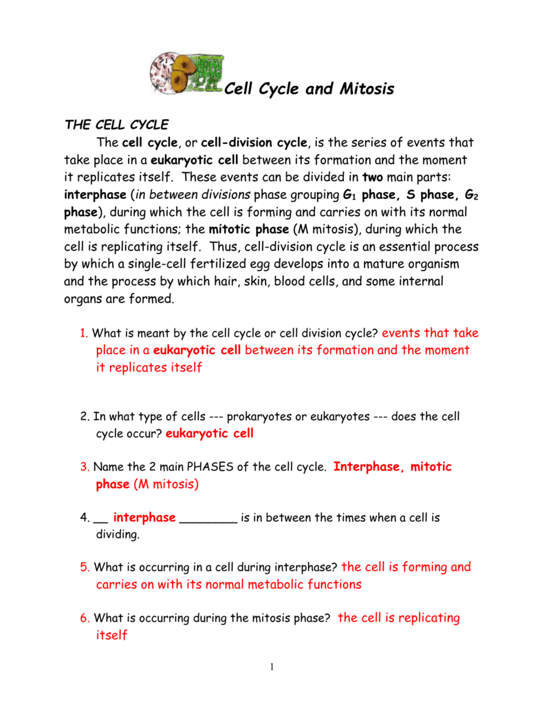 Cell Cycle and Mitosis Packet Inside Cell Division Worksheet Answers