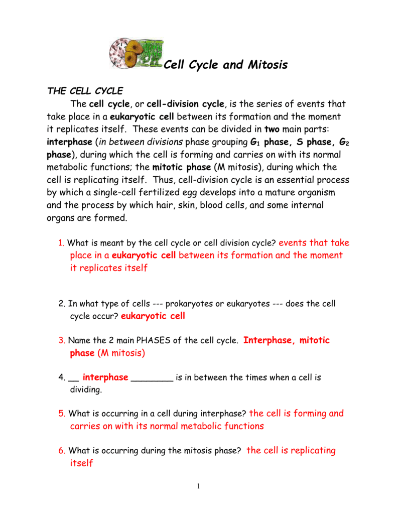 Cell Cycle and Mitosis Packet Intended For Cell Cycle And Mitosis Worksheet