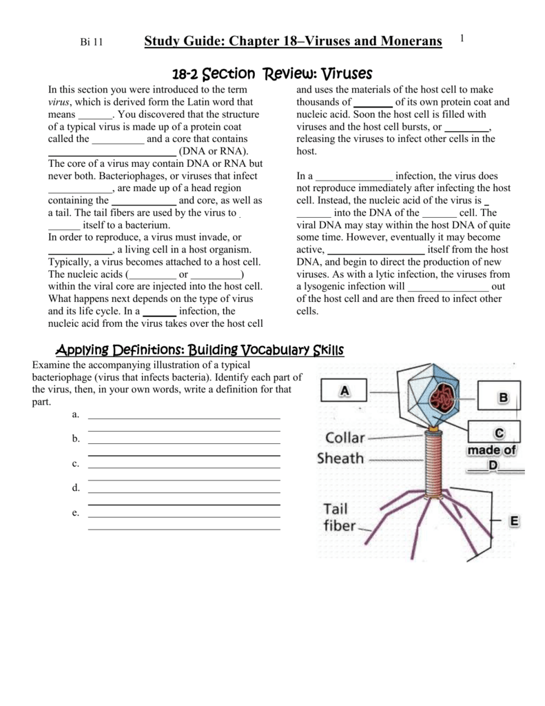 introduction-to-bacteria-and-viruses-worksheet-answers-worksheet-list
