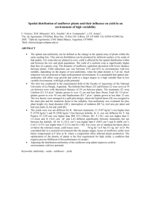 Spatial distribution of sunflower plants and their influence