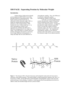 SDS-PAGE: Determination of Protein Molecular Weight