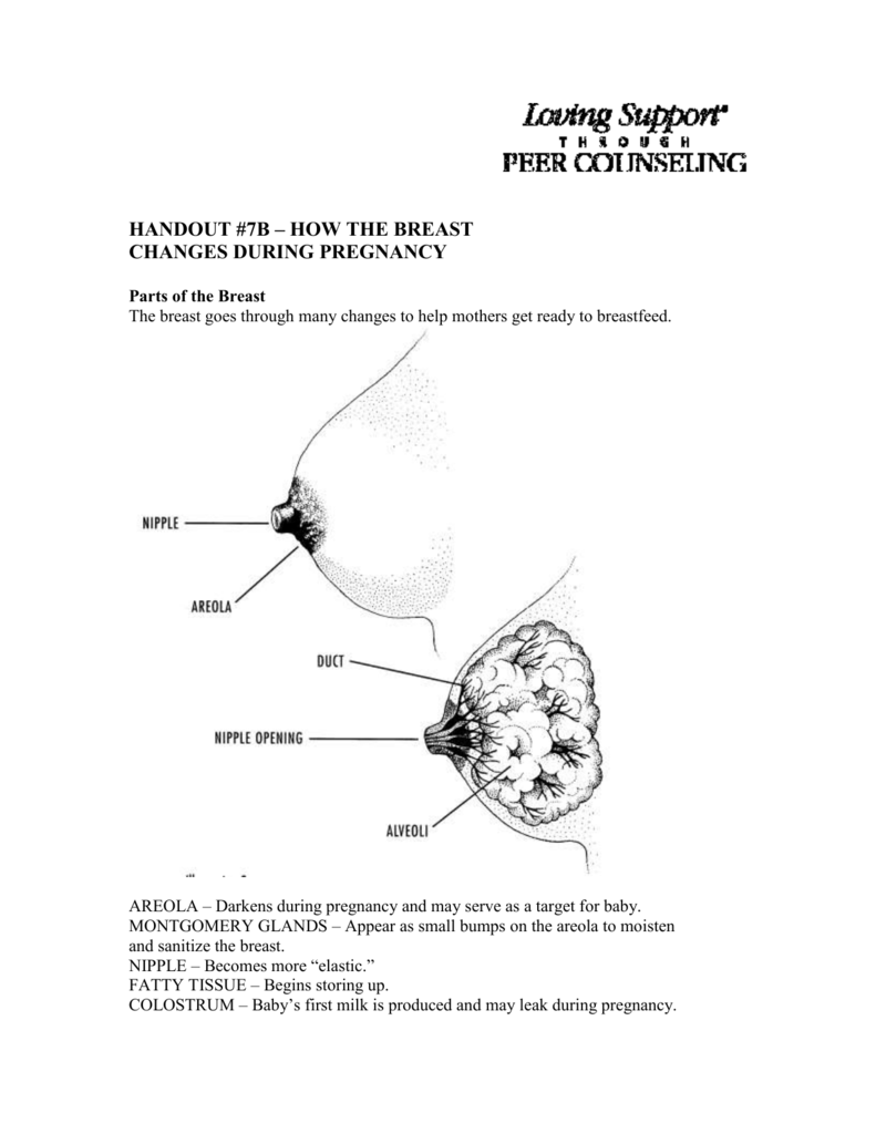 Handout 7b Breast Changes During Pregnancy