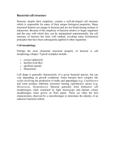 Bacterial cell structure