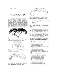 A REVIEW OF THE NEW WORLD ANTS OF THE GENUS