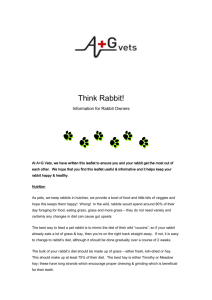 Rabbit Information website