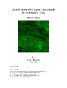 Quantification of collagen organization in 3D engineered tissue
