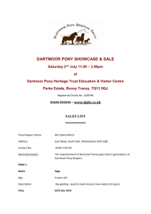 details of the ponies for sale