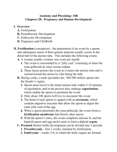 Pregnancy & Human Development