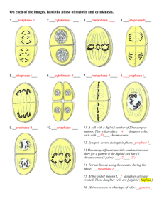 On each of the images, label the phase of meiosis