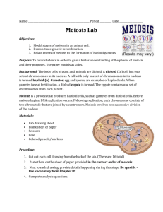 Lab: Meiosis