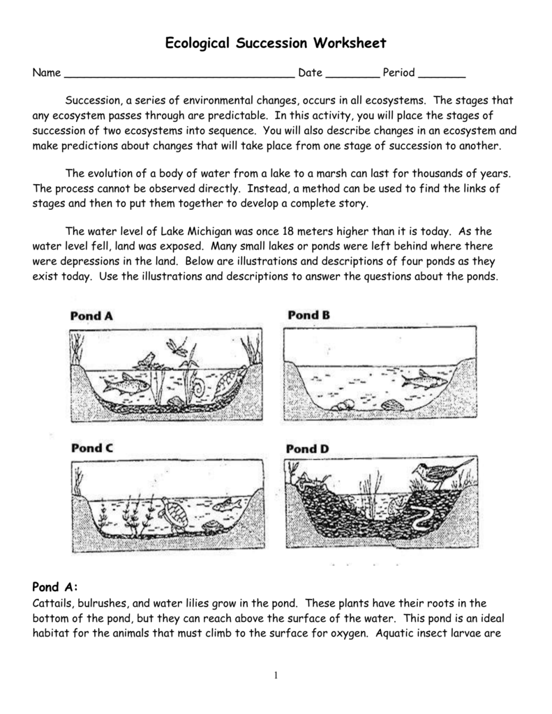 ecological succession worksheet