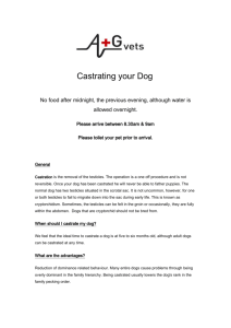 Castrating your Dog website