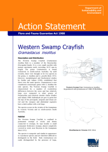 Western Swamp Crayfish (Gramastacus insolitus) accessible