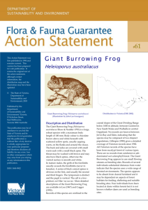 Giant Burrowing Frog-(Heleioporus