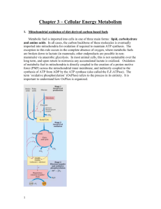 Chapter 3 – Cellular Energy Metabolism