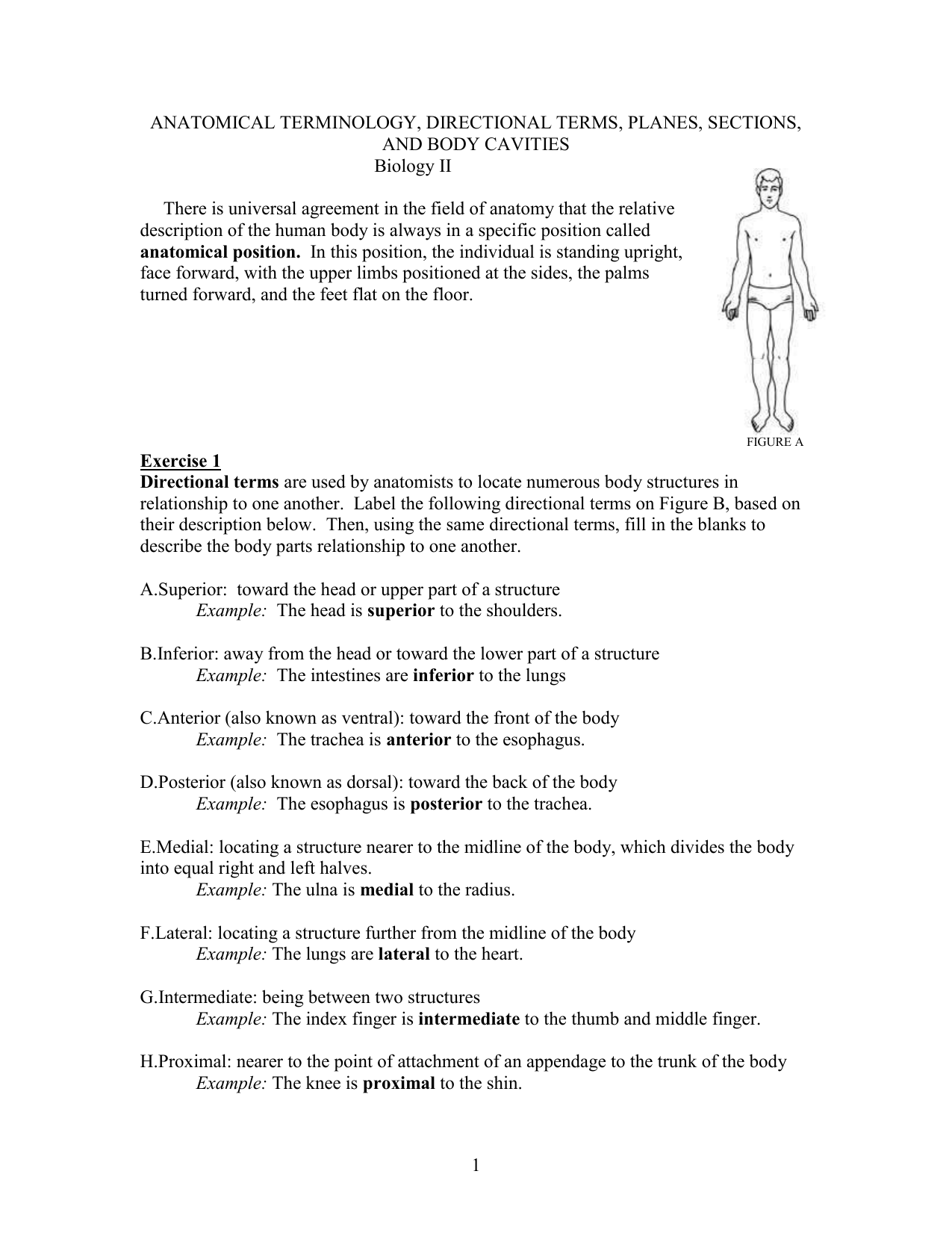 anatomical terminology, directional terms, planes, sections With Anatomical Terms Worksheet Answers