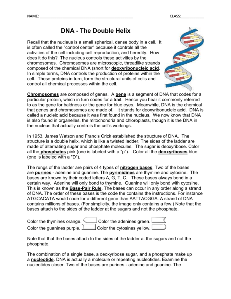 DNA - COLORING With Regard To Dna The Double Helix Worksheet