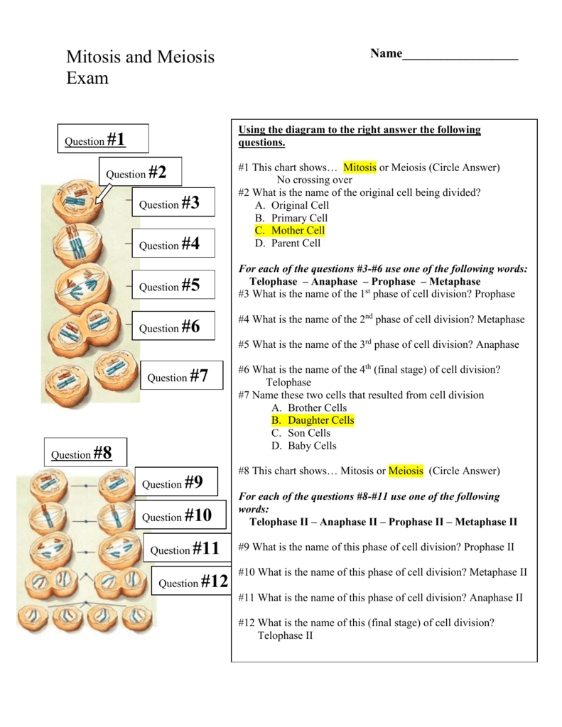Lesson 15d Comparing Mitosis And Meiosis Quiz Key
