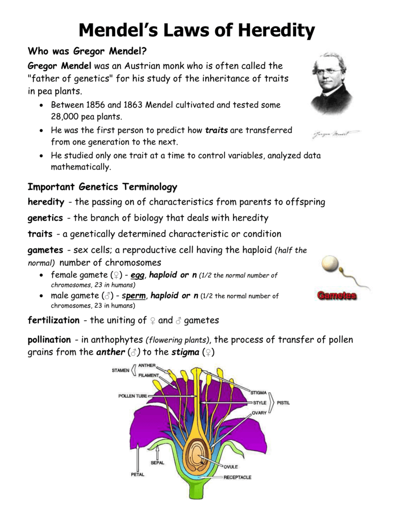  Mendel s Experiment Worksheet Free Download Goodimg co