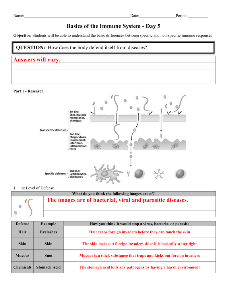 Day 5 Basics Of The Immune System Answer Sheet