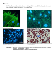 Evidence 1 – DAPI is a fluorescent dye used by scientists to