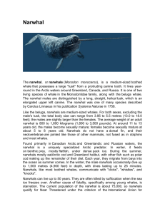 The narwhal, or narwhale (Monodon monoceros), is a