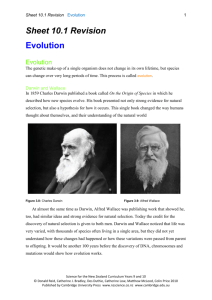 Sheet 10.1 Evolution