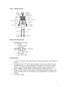 Teacher Notes - Skeletal System