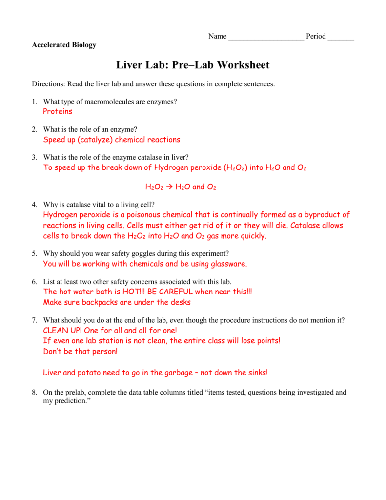 Enzyme Reactions Worksheet Answer Key